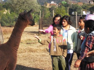 Santosh and his big sisters say "namaste" to the alpacas.