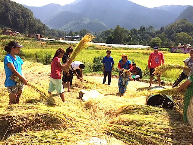 Rice harvest at Ama Ghar is easy with lots of helpers!